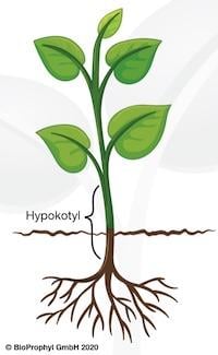 Pflanze mit Hypocotyl